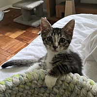 adopt a pet