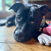 adopt a pet