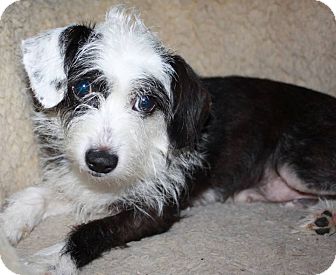 dalmatian shih tzu mix