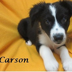 Thumbnail photo of Carson #3