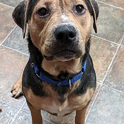 Columbiana County Dog Pound & Adoption Center in Lisbon, Ohio