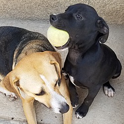 lenox labrador retriever