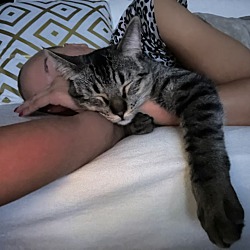 Thumbnail photo of Sidney* Lap CAT!!! ** #4
