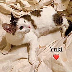 Thumbnail photo of Yuki - Courtesy Post #2