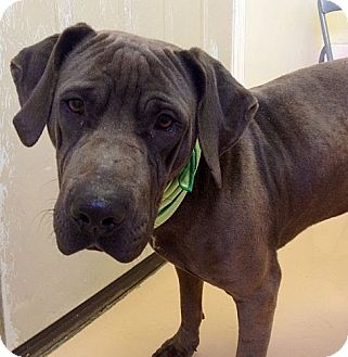 Spring Valley Ny Mastiff Meet Bruno Reduced A Pet For