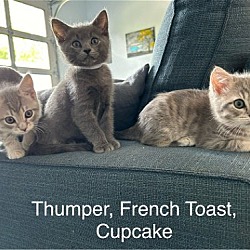 Photo of Breakfast Club kittens