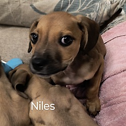 Photo of Niles