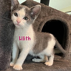 Thumbnail photo of Lilith #2