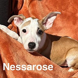 Thumbnail photo of Mama Glinda Pup - Nessarose #2