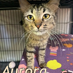 Thumbnail photo of Aurora #1