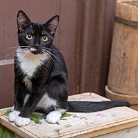 adopt a pet