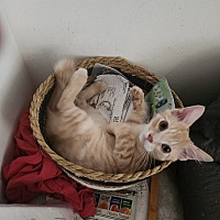adopt a pet