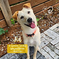 adopt a pet