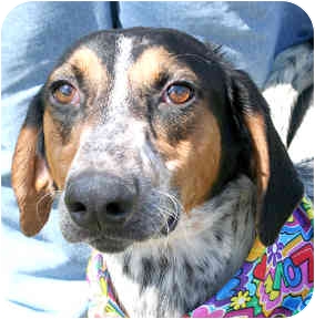 bluetick coonhound puppies for sale in ohio eddie adopted dog 586 cincinnati oh greyhound bluetick bluetick coonhound puppies for sale in ohio eddie adopted dog 586 cincinnati oh greyhound bluetick