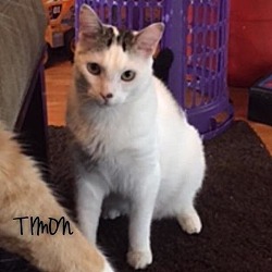 Thumbnail photo of Timon #1
