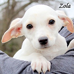 Thumbnail photo of Zola ~ adopted! #1