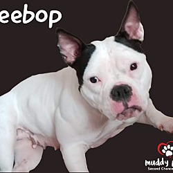 Thumbnail photo of BeeBop #3