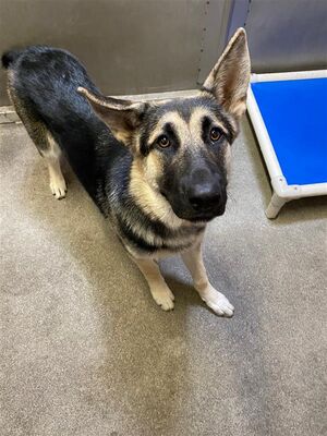 Sacramento, CA - German Shepherd Dog. Meet LILO a Pet for Adoption ...