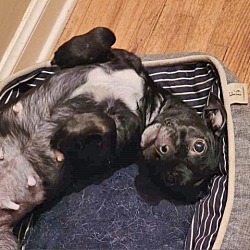 Photo of Darla