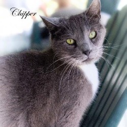 Thumbnail photo of Chipper #2