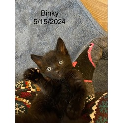 Thumbnail photo of Binky #1
