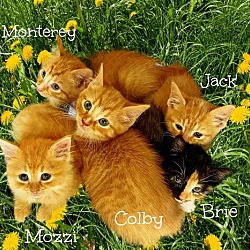 Photo of Jack *kitten*