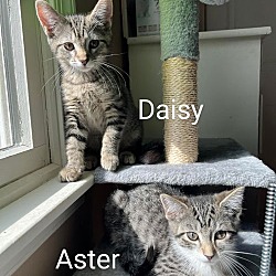 Thumbnail photo of Daisy #3