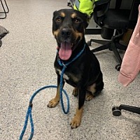 adopt a pet