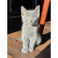 adopt a pet