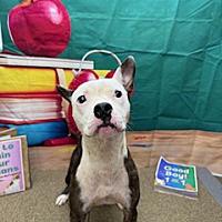 adopt a pet