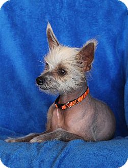Wichita Ks Chinese Crested Meet Lizzy A Pet For Adoption
