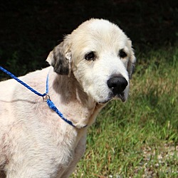 Thumbnail photo of Griffin~adopted!! #3