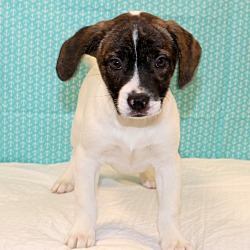 Thumbnail photo of Auggie~adopted! #4
