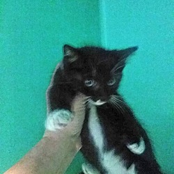 Thumbnail photo of Tux Kitten #1