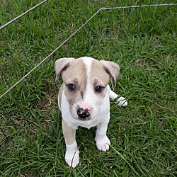 Smithfield, NC - Terrier (Unknown Type, Small). Meet Holly (NC Cities ...