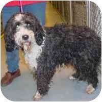 North Wilkesboro Nc Standard Poodle Meet Samantha A Pet For Adoption