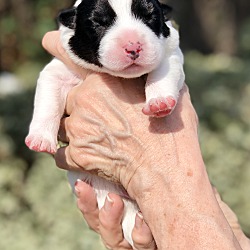 Thumbnail photo of Puppy Rigby #4