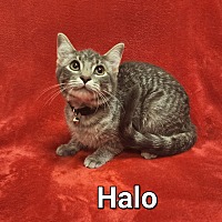 Photo of Halo