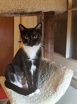 Wilmington, NC - Domestic Shorthair. Meet Roma a Pet for Adoption ...