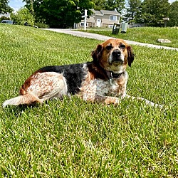 Photo of Maple