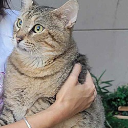 Thumbnail photo of ADOPTED-Foxy-Awesome Tabby Cat #2