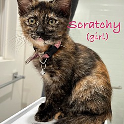 Photo of Scratchy