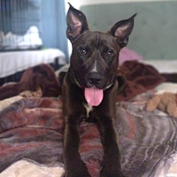 Photo of JETT -Great with dogs, loving smart