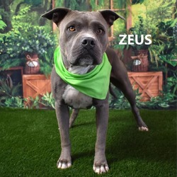 Thumbnail photo of Zeus #1