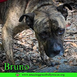 Thumbnail photo of Bruno #4