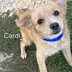 Thumbnail photo of Cardi #3