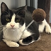 adopt a pet