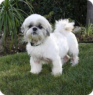 Newport Beach, CA - Shih Tzu. Meet HUXLEY a Pet for Adoption.