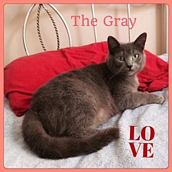 Thumbnail photo of The Gray #1