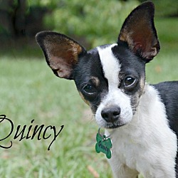 Thumbnail photo of Quincy #4
